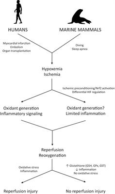 Natural Tolerance to Ischemia and Hypoxemia in Diving Mammals: A Review